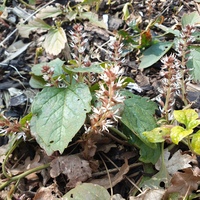 Pachysandra procumbens 